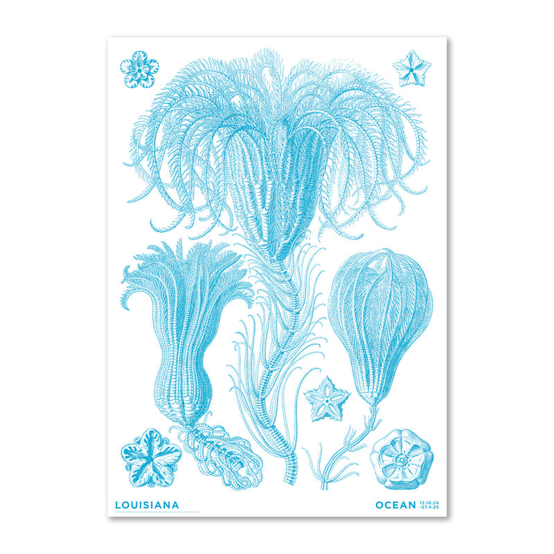 Haeckel – Crinoideae blå – Ocean (2024) - Louisiana Plakat