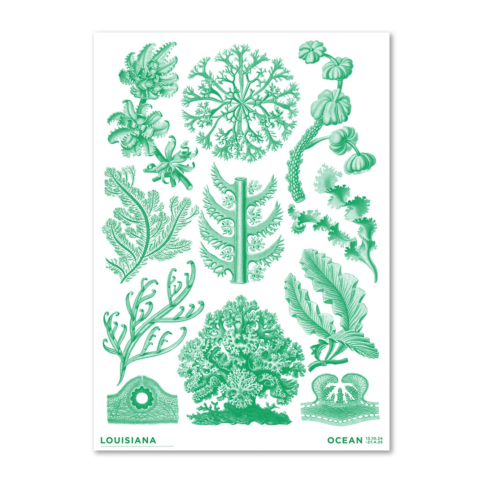Haeckel – Florideae Ocean – grøn (2024) - Louisiana Plakat