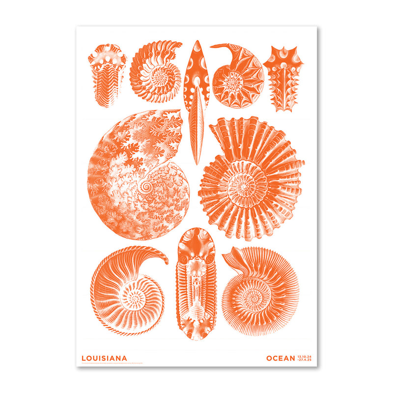 Haeckel – Ammonitida orange – Ocean (2024) - Louisiana Plakat