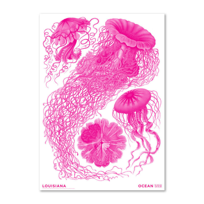 Haeckel – Discomedusae pink - Ocean (2024) Louisiana Plakat