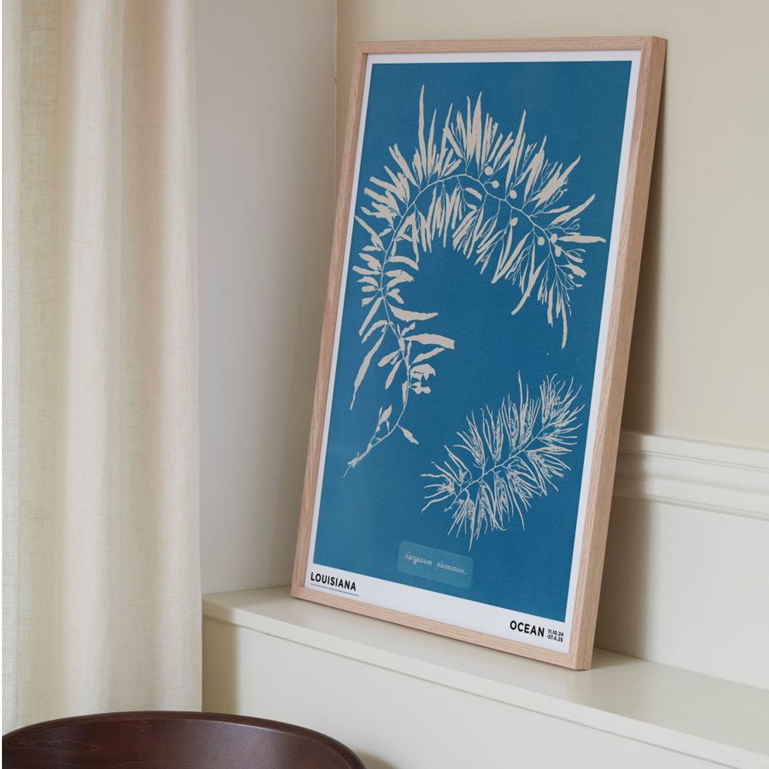 Anna Atkins – Sargassum plumosum (1843-1853) stylet i ramme på hylde. Louisiana Museum of Modern Art.
