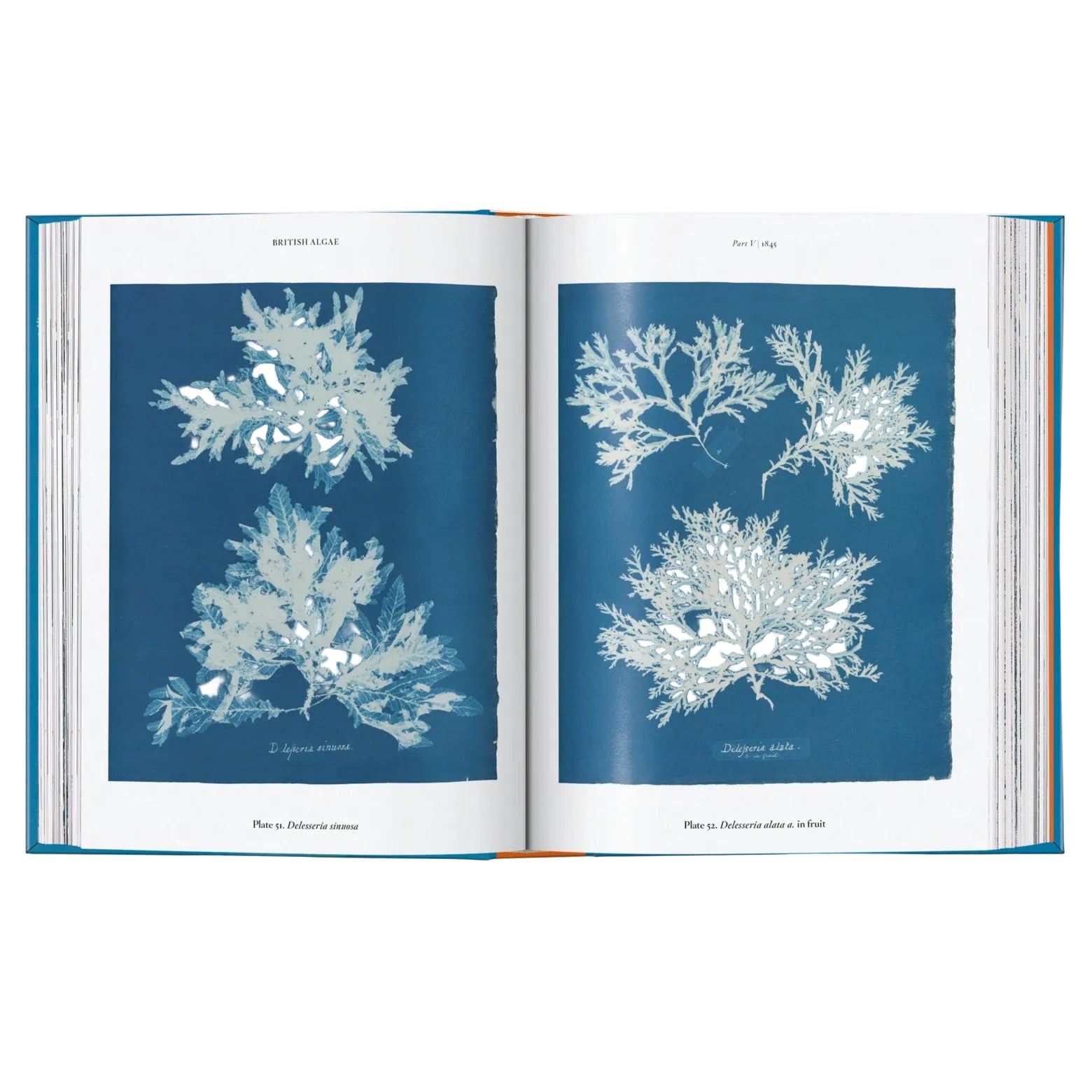 Opslået side i Anna Atkins - Cyanotypes - genoptrykt udgave af Anna Atkins’ værker British Algae og Cyanotypes of British and Foreign Ferns. Udgivet af Taschen
