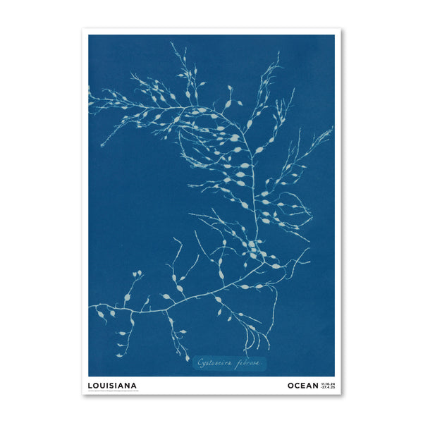 Anna Atkins – Cystoseira fibrosa (1843-1853)