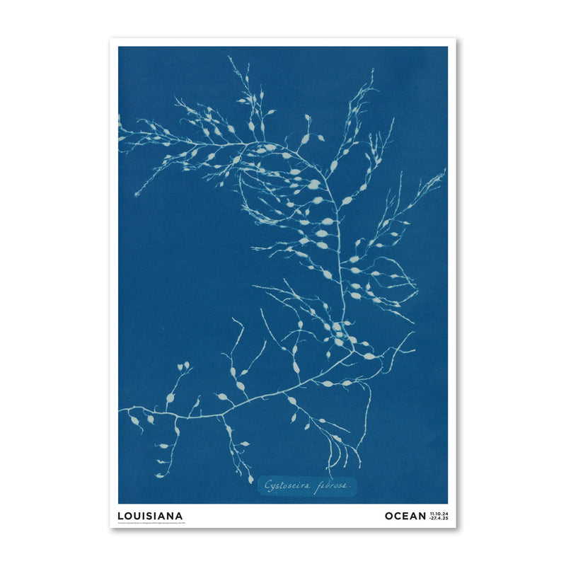 Anna Atkins – Cystoseira fibrosa (1843-1853)