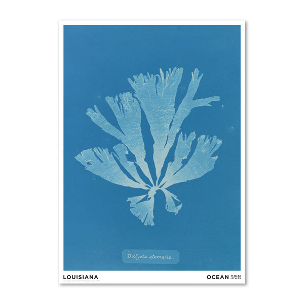 Anna Atkins – Dictyota atomaria (1843-1853)