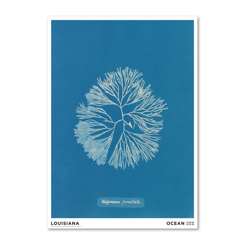 Anna Atkins – Halymenia furcelatta (1843-1853)