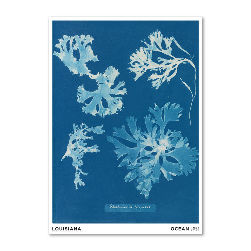 Anna Atkins – Rhodomenia laciniata (1843-1853)