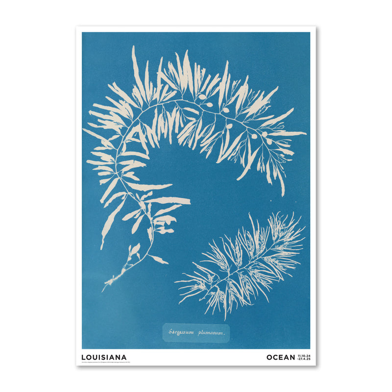 Anna Atkins – Sargassum plumosum (1843-1853)