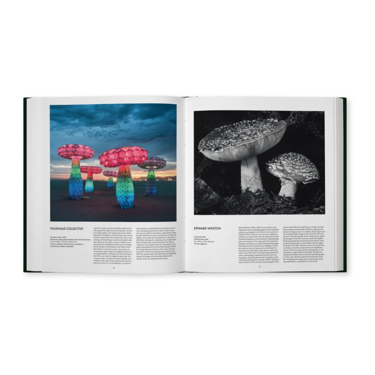 Fungi - The World of Mushrooms