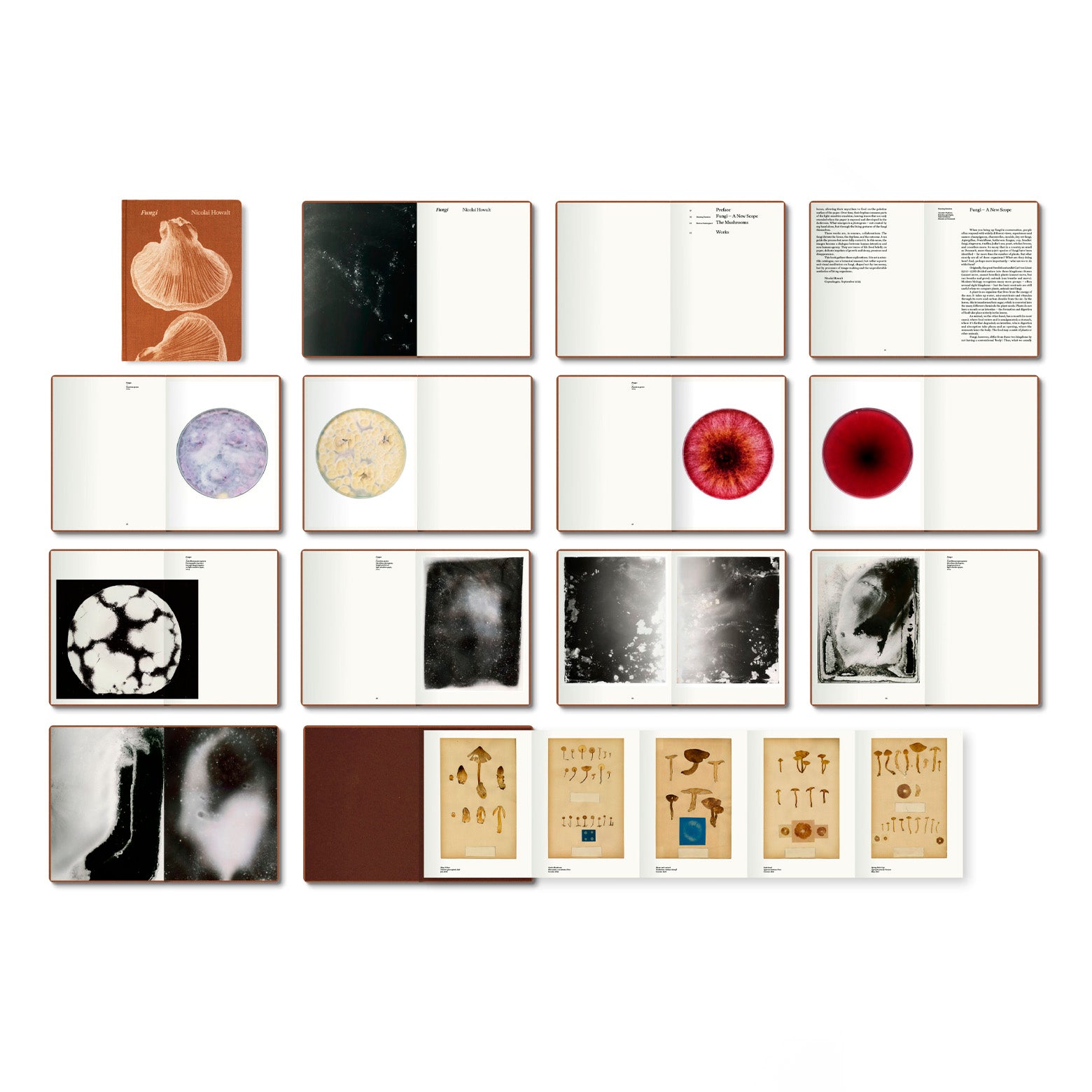 Fungi – Signed edition