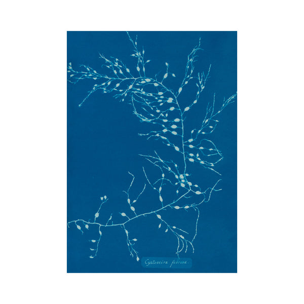 Postkort – Anna Atkins – Cystoseira fibrosa (1843-1853)