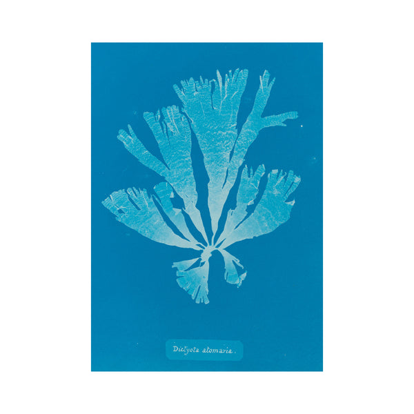 Postkort – Anna Atkins – Dictyota atomariasum (1843-1853)