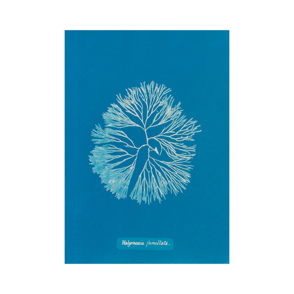 Postkort – Anna Atkins – Halymenia furcelatta (1843-1853)