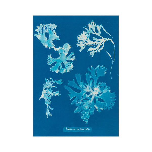 Postcard – Anna Atkins – Rhodomenia laciniata (1843-1853)