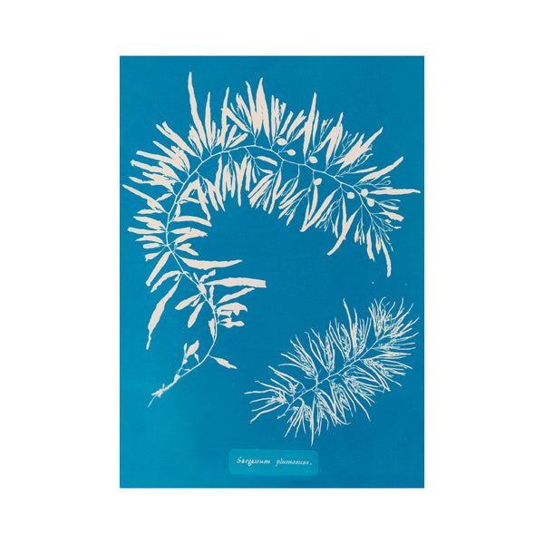 Postkort – Anna Atkins – Sargassum plumosum (1843-1853)