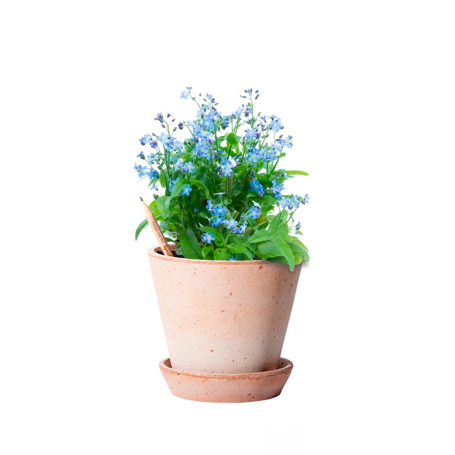 Plantbar blyant fra Sprout World. Forget me not. Sæt af tre. 