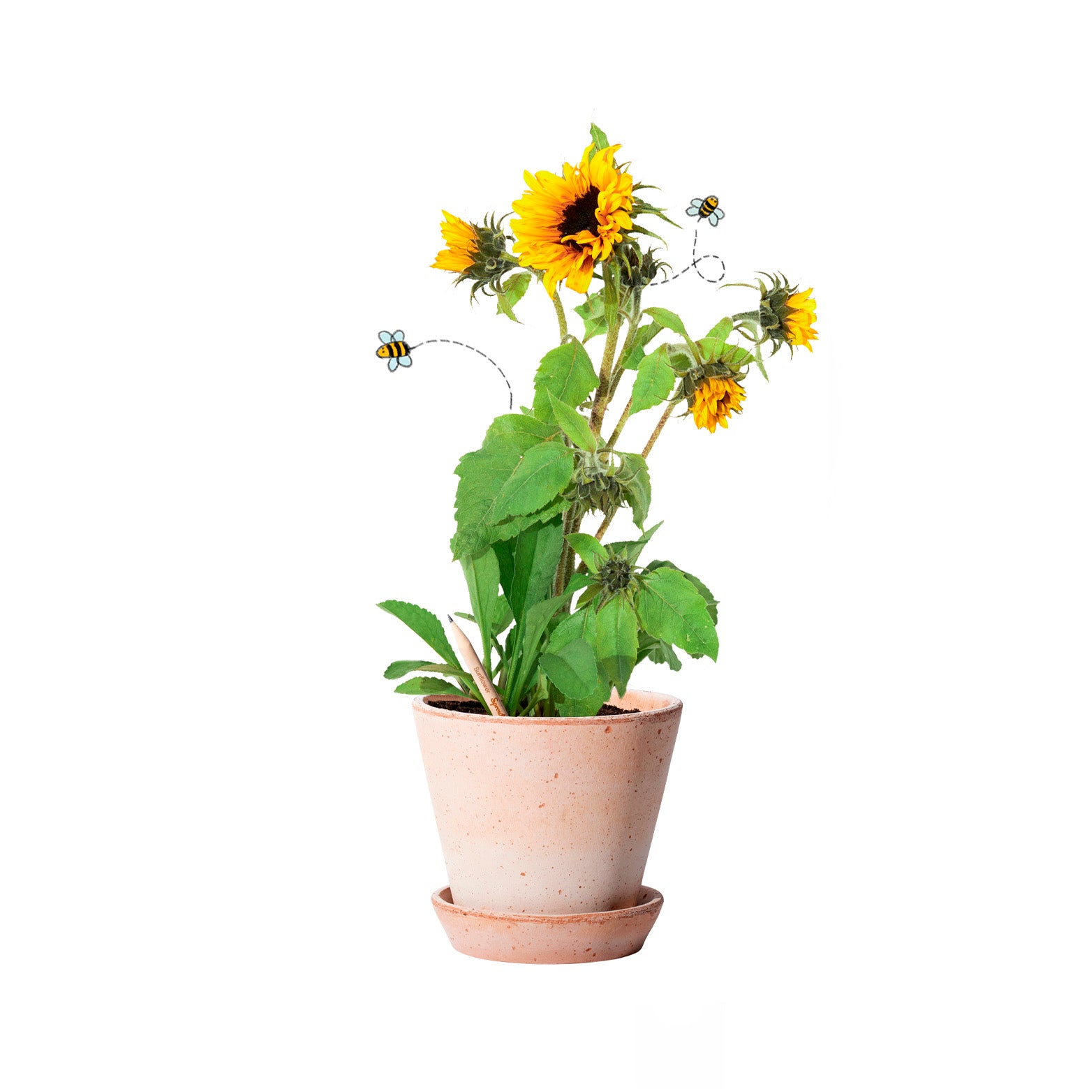 Plantbar blyant fra Sprout World. sunflower. Sæt af tre. 