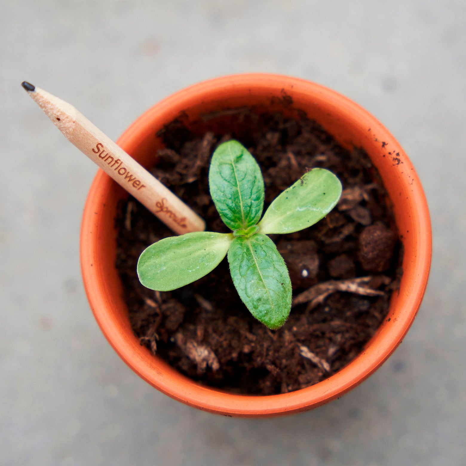 Plantbar blyant fra Sprout World. sunflower. Sæt af tre. 